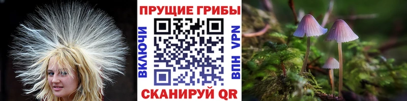 Псилоцибиновые грибы Psilocybe  Рубцовск 